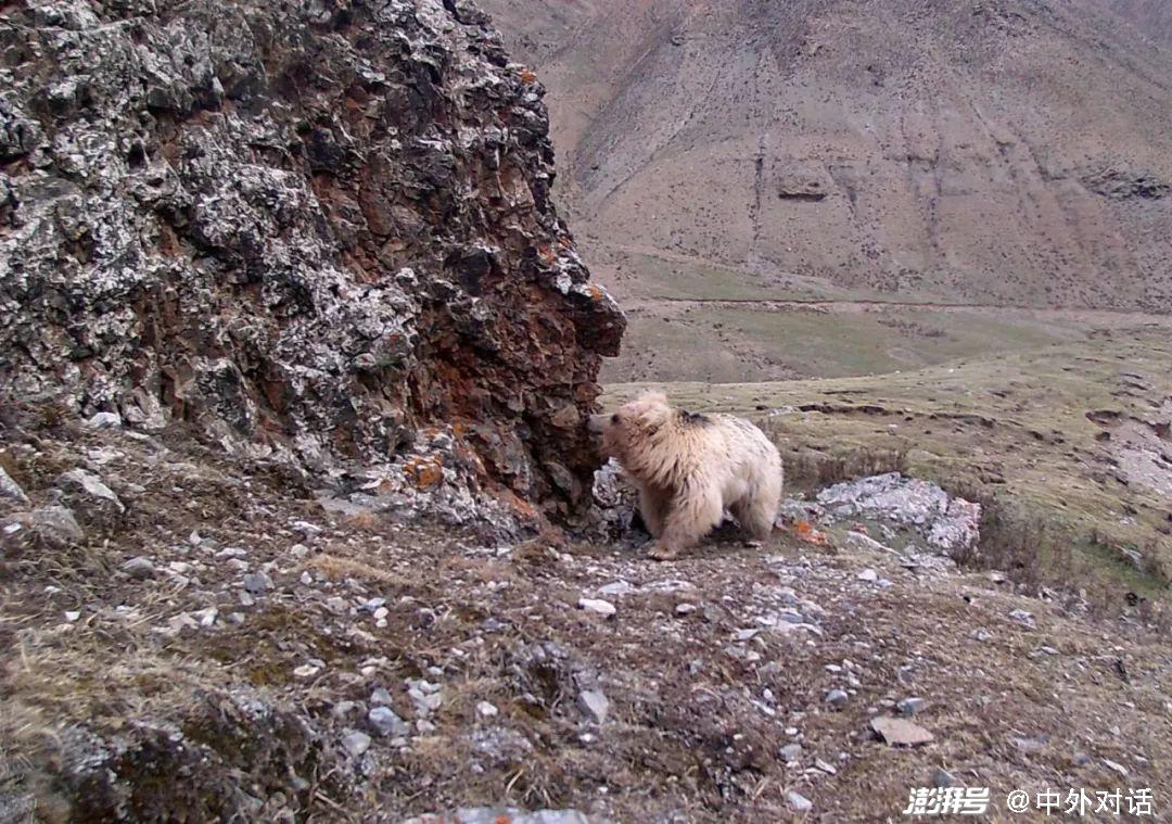 近几年在网络上已传出牧民捆绑,折磨棕熊的视频.