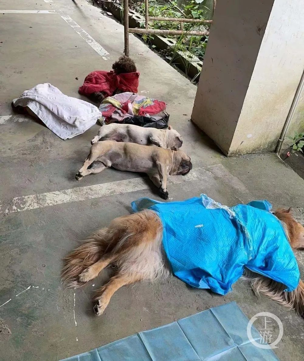 贵州一小区内10只宠物犬接连蹊跷暴亡 疑遭投毒致死 媒体 澎湃新闻 The Paper