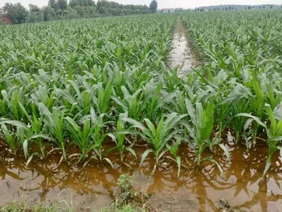据他介绍,这次暴雨过后,他的玉米田受灾面积达1000亩,其中绝收面积有