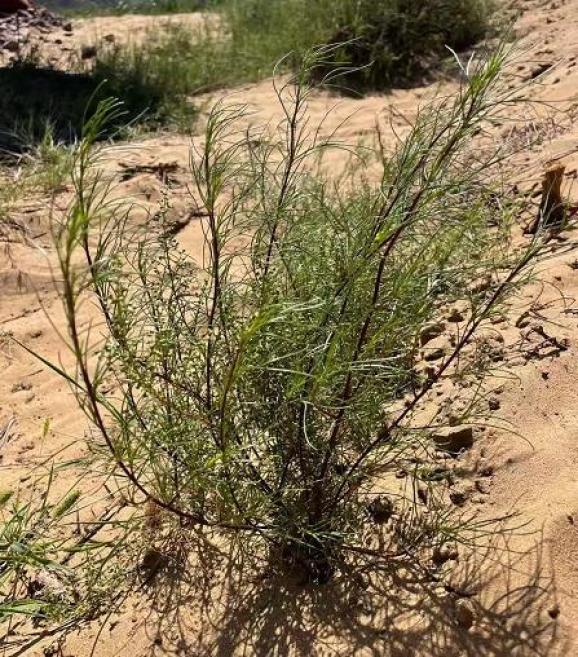这三个月正值蒿类植物花季,沙蒿花粉颗粒遍布榆林4.