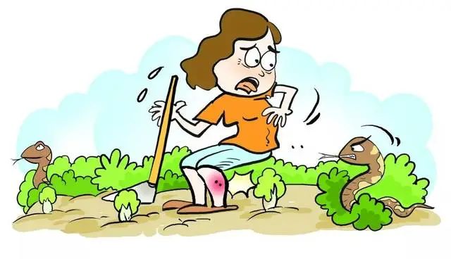 那么,一旦被蛇咬伤,应该怎么办呢?