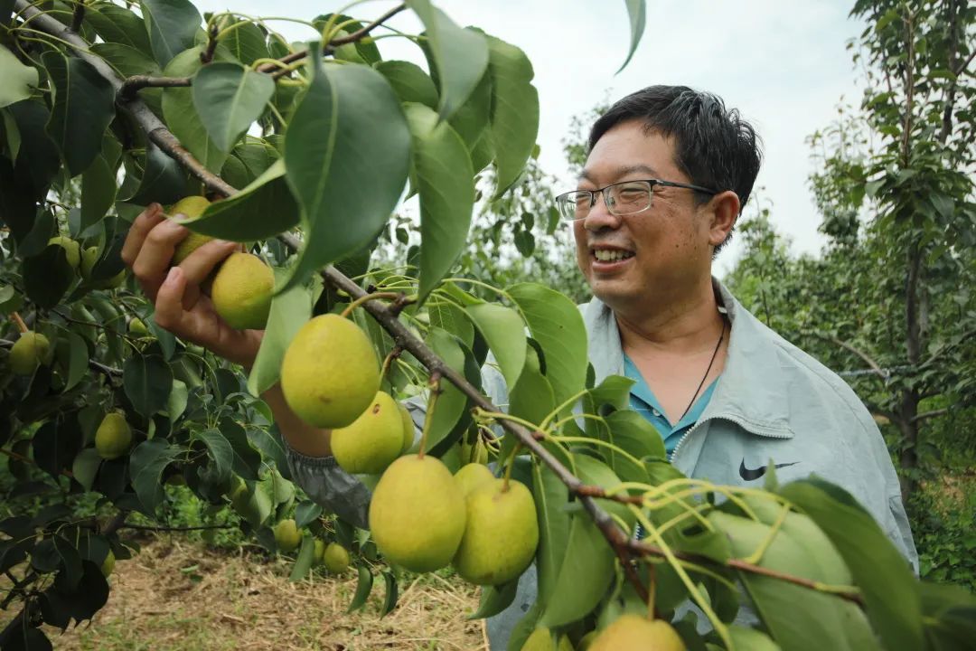 寺镇的洛阳某生态农业科技有限公司种植基地里,一棵棵梨树长势旺盛