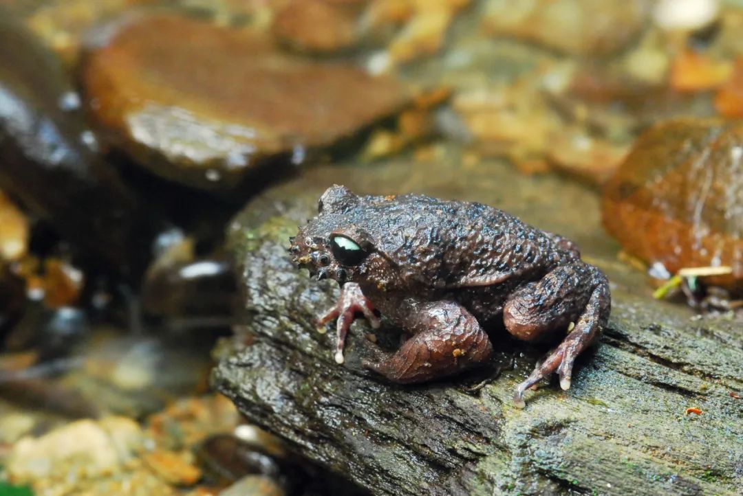 cop15生物多样性百科61动物篇哀牢髭蟾