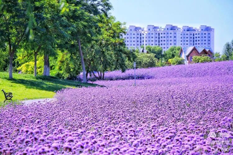 视觉金昌立秋时节与你相伴紫金花海