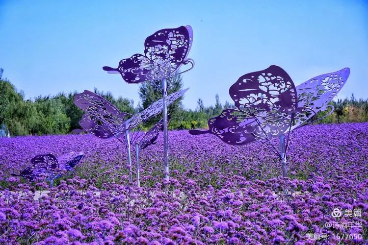 视觉金昌立秋时节与你相伴紫金花海