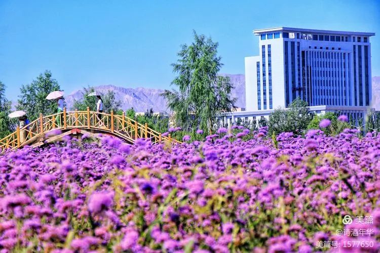 视觉金昌立秋时节与你相伴紫金花海