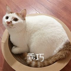 小猫小狗怎么坐火车？家里有毛孩子的”