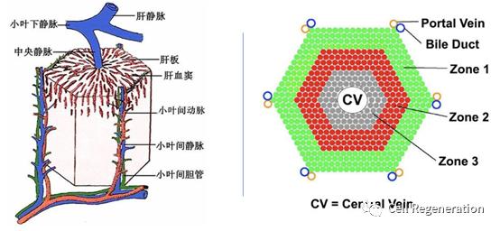 肝细胞汇管区图图片