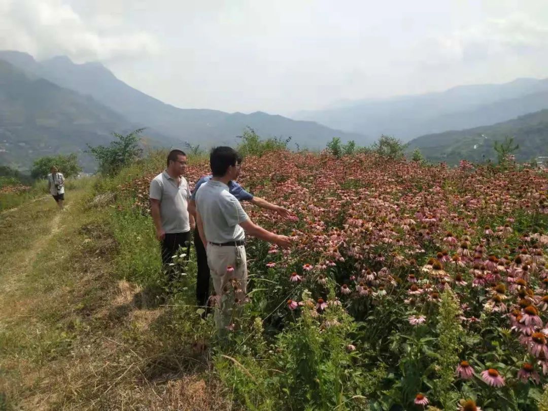 8月3日,康县科协到平洛镇瓦舍村紫锥菊种植基地实地察看农村专业技术