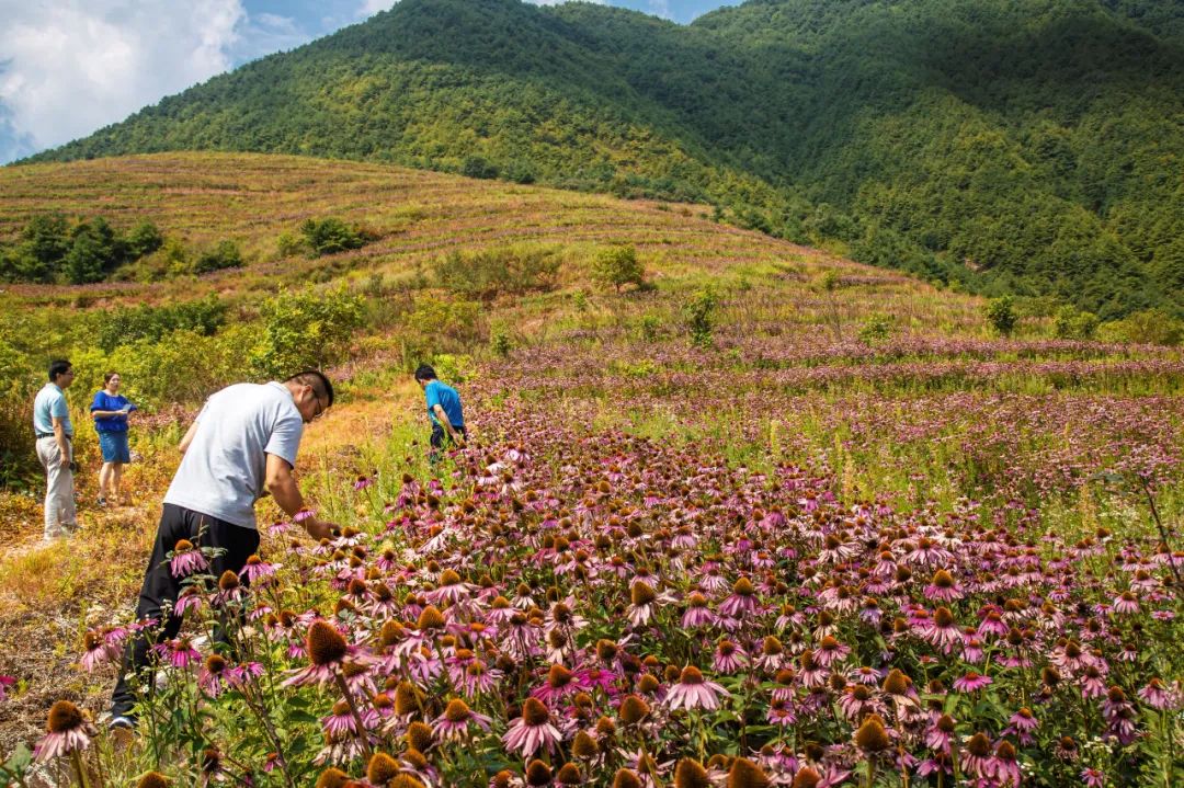 在紫锥菊种植基地,植基地负责人田玉智详细介绍了紫椎菊奇特的药用