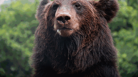 白袋鼠,孔雀,东北虎,白狮子,黑熊,棕熊,猎豹……现实版的"疯狂动物城"