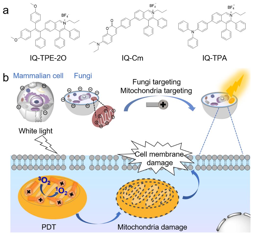 基于靶向线粒体的aie分子(aiegens)对真菌性角膜炎光动力治疗示意图.