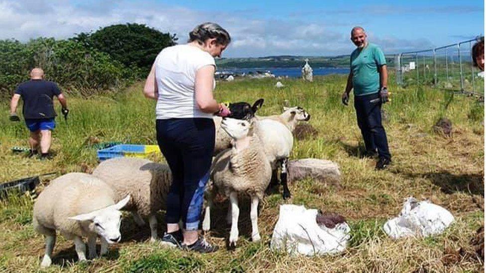 在爱尔兰的一片荒废里,羊群正帮助人们发掘历史