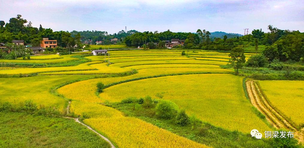稻田翻金浪富饶禾下梦