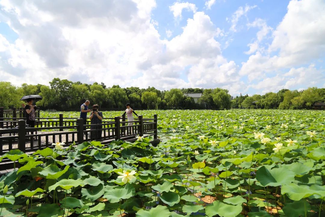 一朵芙蕖開過尚盈盈顧村公園消夏賞荷活動圓滿落幕