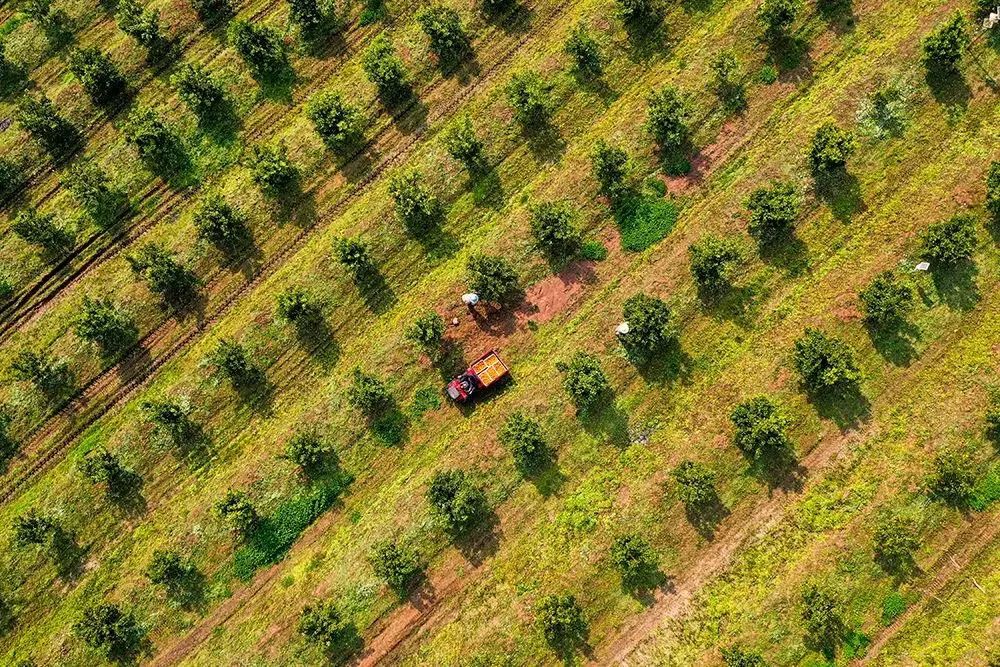 在大盛镇青龙村的现代化果园内,村民驾驶小型农机运送采摘的鲜果.