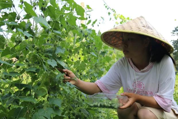 麻江又到拇指西瓜成熟季这次不要错过了