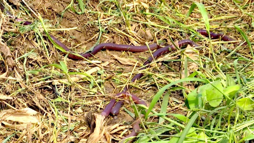 张发:一亩地第一次要投500斤的种苗,然后四个月就可以收第一批了,一年