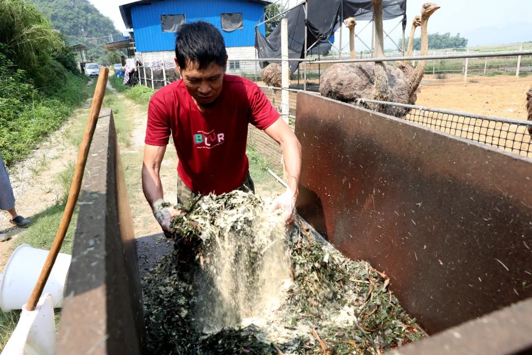 奥方科技有限公司 范寨镇:小蚯蚓串起生态农业循环产业链