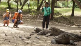 巨蜥栖息地内建度假村，印尼重启“侏罗纪公园”项目引争议
