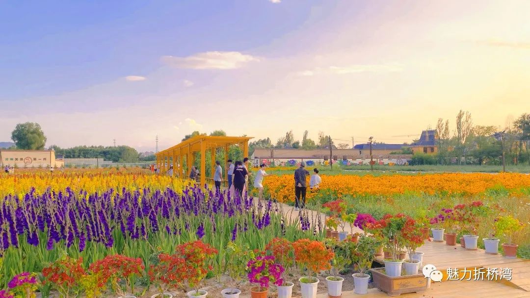 折橋灣新添寶藏花園0元打卡網紅花海人山人海拍出好照片