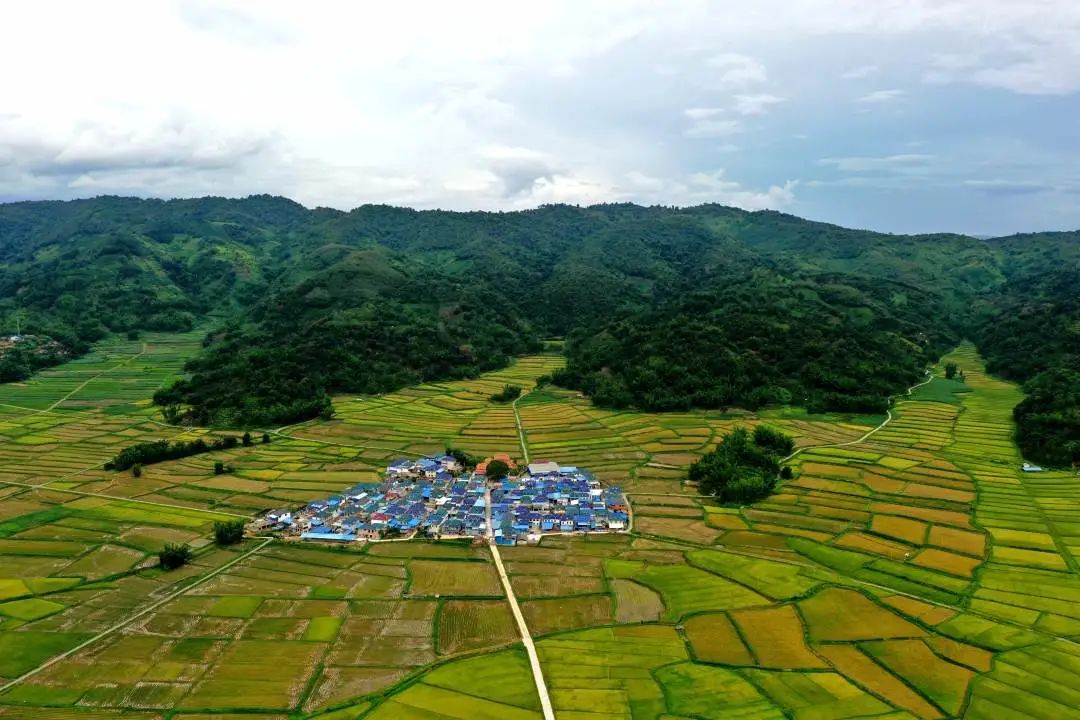 西双版纳勐海:万亩良田丰收忙