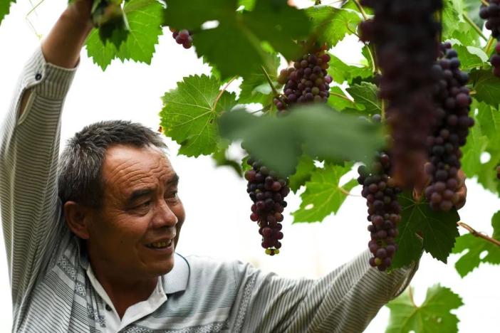 【幸福玉树】魏金明:我在玉树32年种出"江南绿"