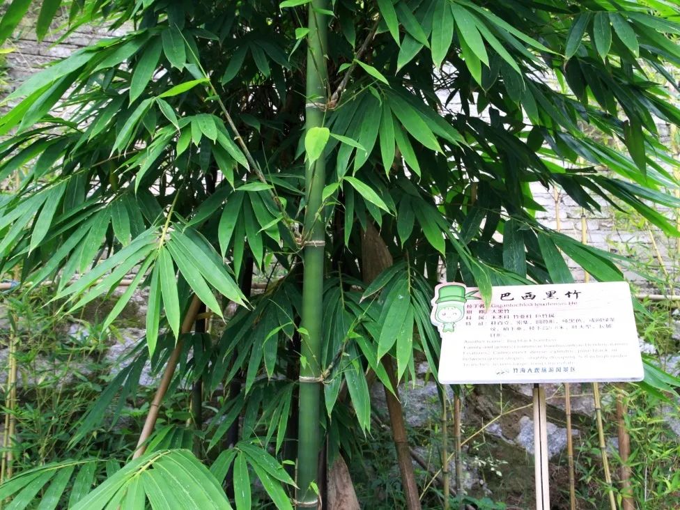 肇庆这条拥有90个品种2800株竹子的碧道等你打卡