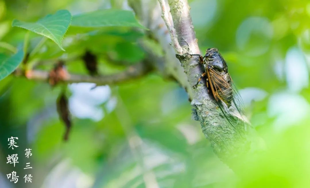 三候 寒蝉鸣 这时候的蝉 感觉到阴气上升 太阳光已成强弩之末 一日不
