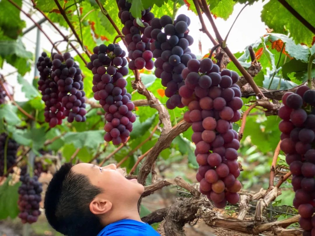 葡萄中的爱马仕熟了邀你来采摘