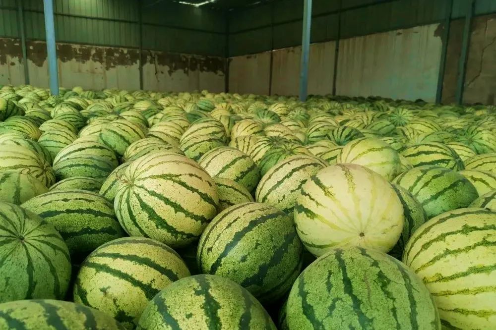 中铺镇红柳村的砂地籽瓜熟了