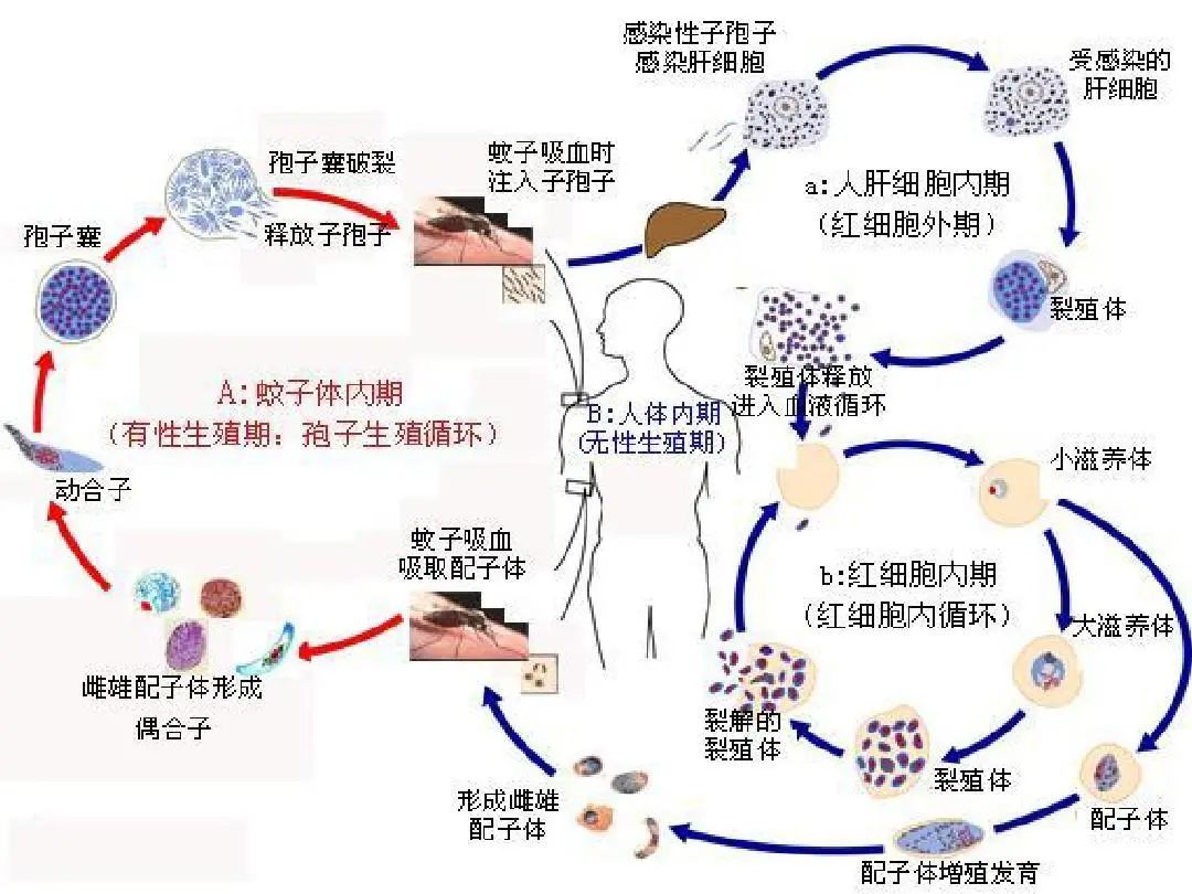 疟疾新药开发的一个主要目标是发现杀死寄生虫多个生命周期阶段的化合