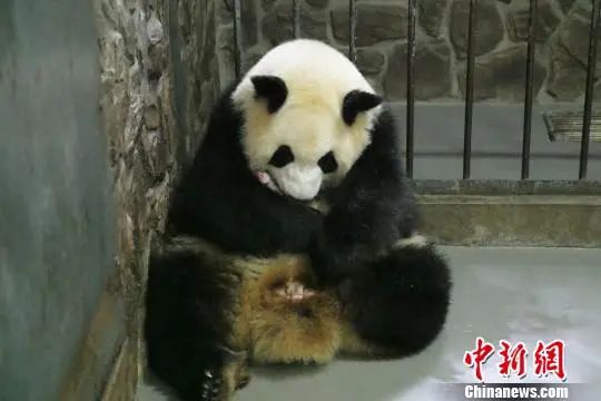 大熊猫“科琳”和宝宝在一起。钟欣 摄