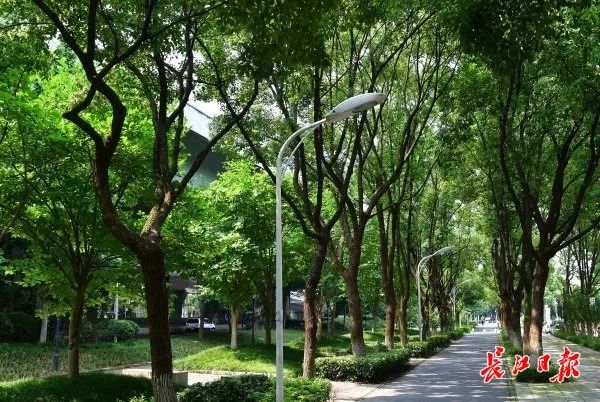 高标准林荫路四季高颜值,武汉87%的人行道自行车道浓荫匝地