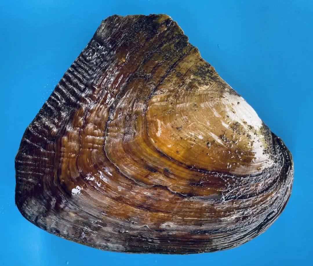 喜讯!上海海洋大学培育出淡水珍珠蚌第3个新品种