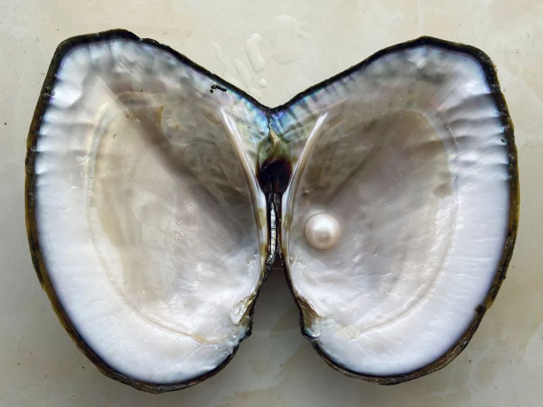 淡水珍珠蚌批发5-10年鲜活珠蚌活体珍珠河蚌养殖基地直发珍珠贝-阿里巴巴