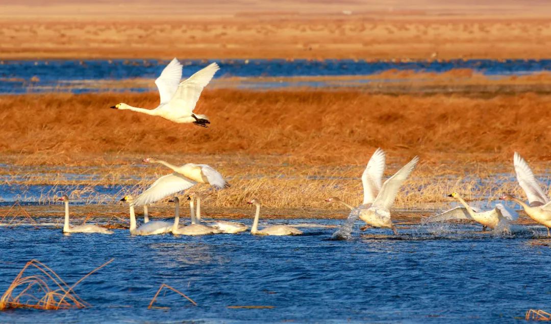 苏炳添吴智强大美霍林郭勒邀请你们乘着歌声游草原