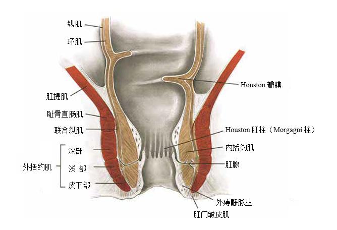 肛管的位置图图片