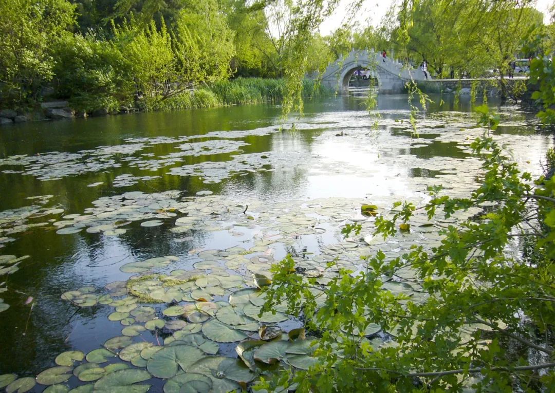 清华路向东流去校河的另一条支流是情侣散步的绝佳场所桥边细柳垂髫桥