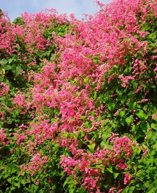 七夕节珊瑚藤给你比个心