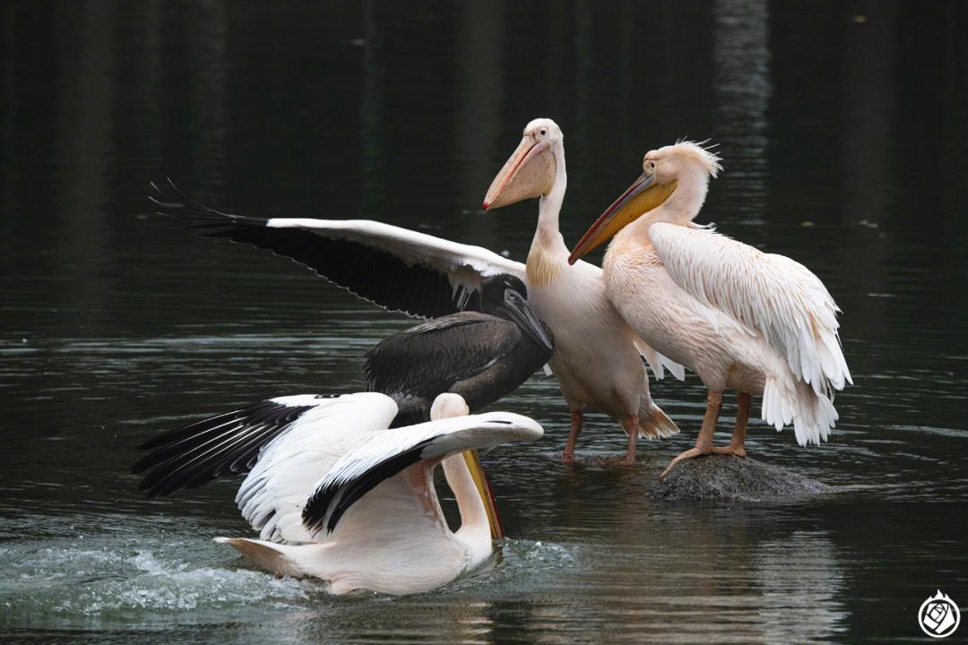 昏天黑地是什么生肖打一个动物，权威解释呈现