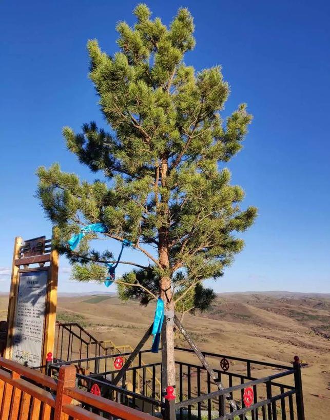 一棵相思树永远家国情