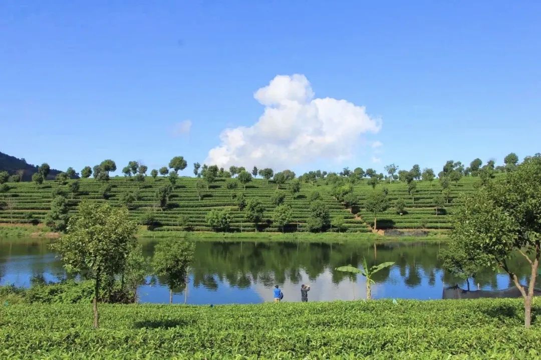 普洱茶进藏记①丨茶园到茶杯给藏族同胞送去一杯普洱茶