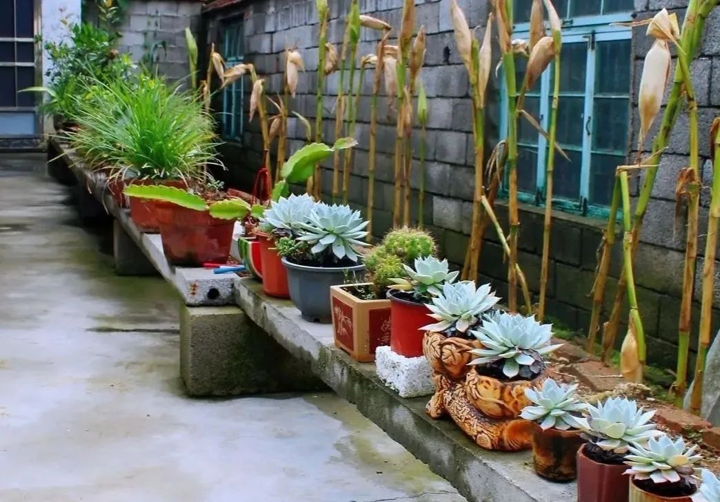 创建美丽庭院她们在行动