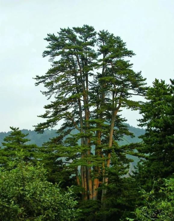 世界最大油松(九杆旗)王伟刚沁源灵空山 贺子毅回沁源,我留下了一首