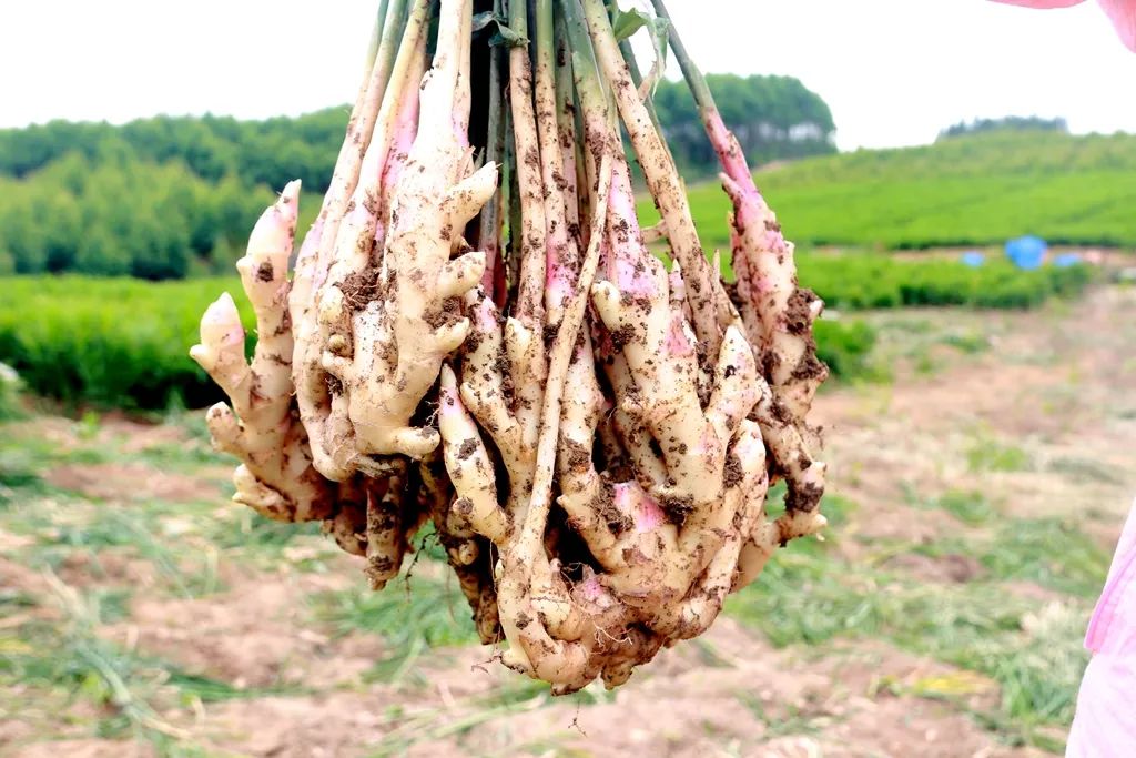 看二塘镇小林村的姜山