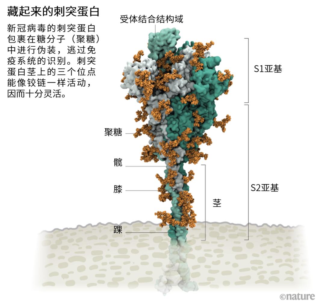 德尔塔病毒模型图片