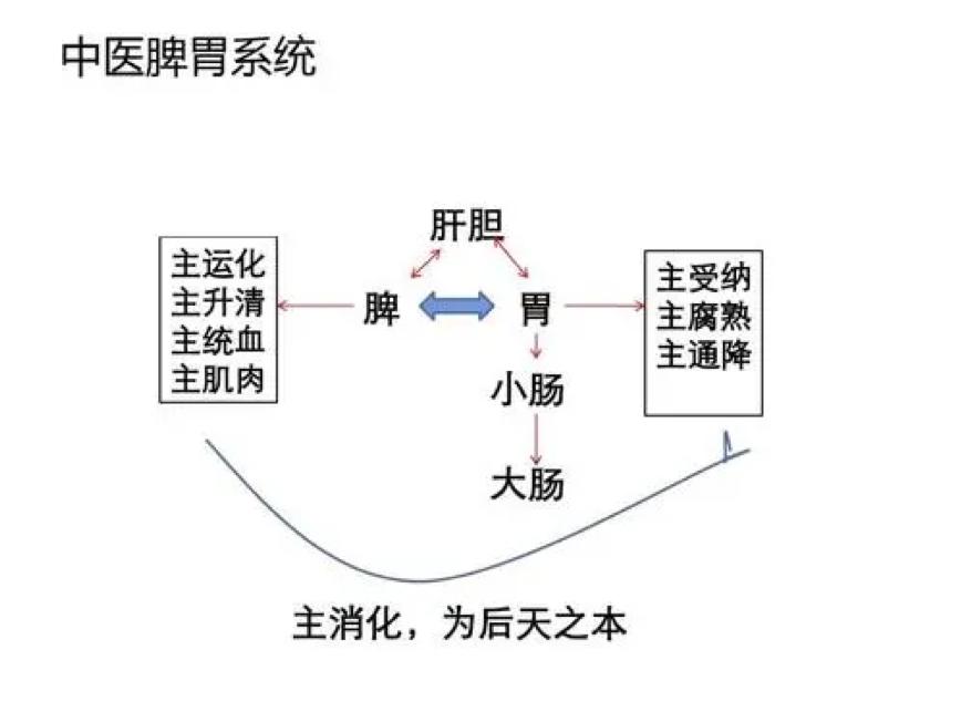 消化内科为啥叫脾胃病科