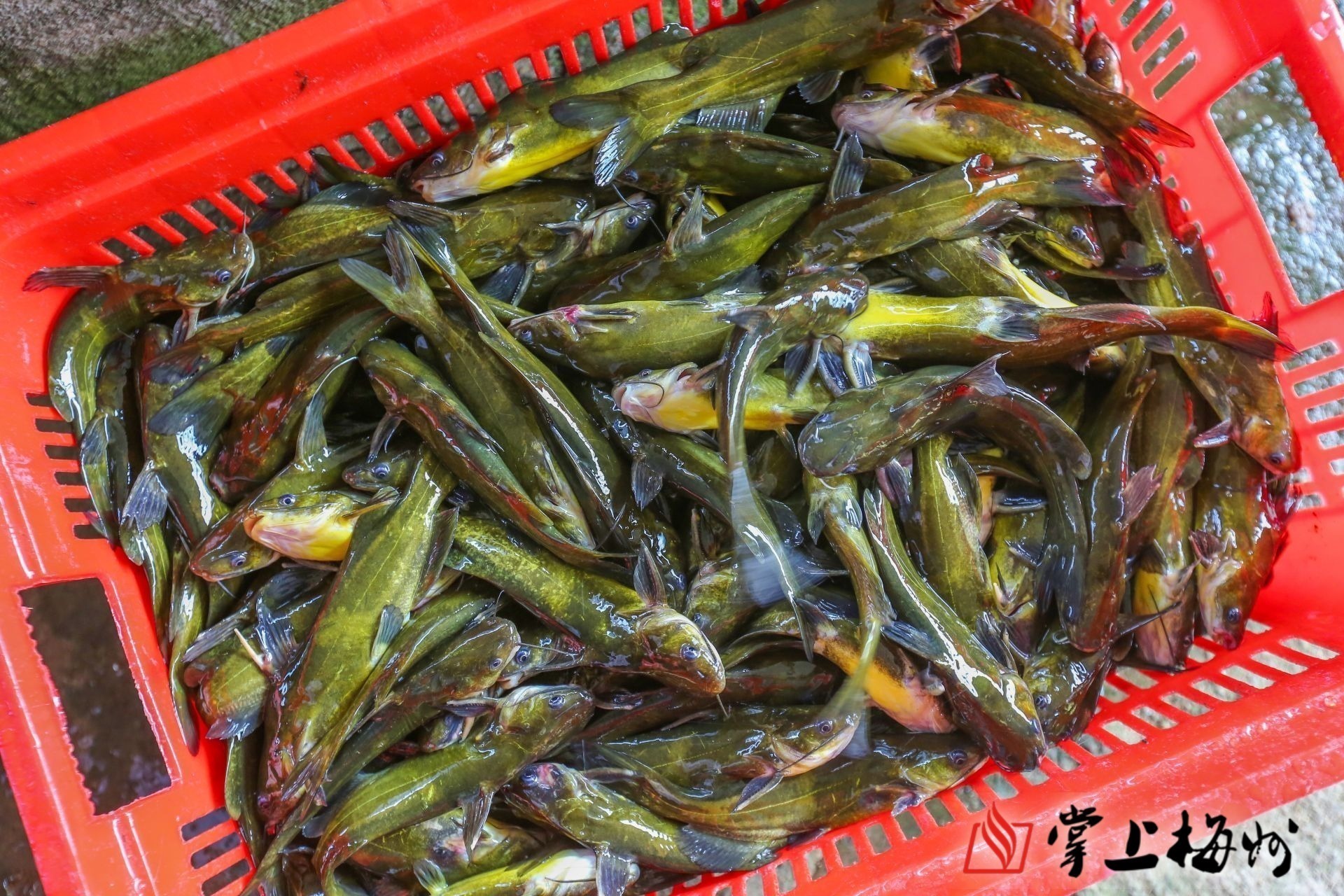 广东梅县区丙村镇的小小黄骨鱼成了致富金娃娃