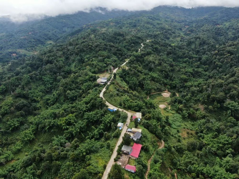 雲南西雙版納傣族自治州勐海縣連通賀開,班章茶山的公路(8月15日攝,無